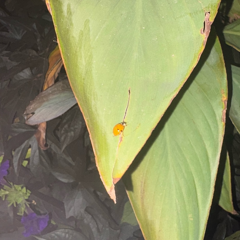 Meet your Posher, Ros